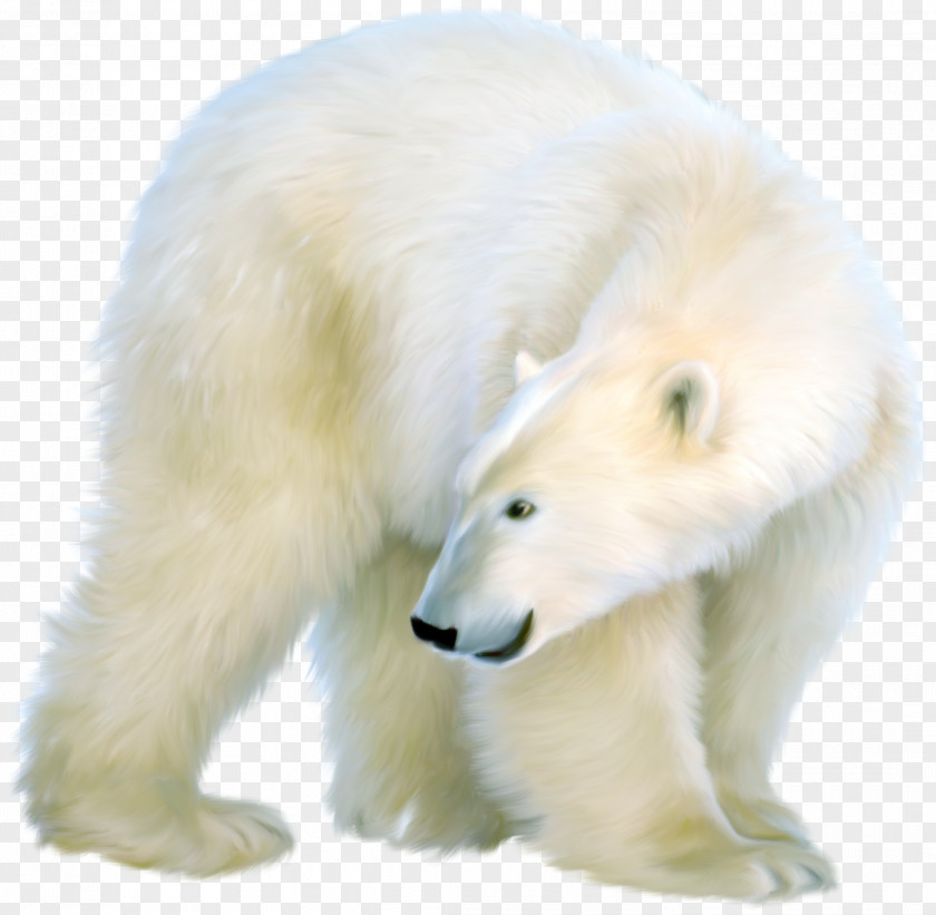 Polar Bear Clip Art PNG