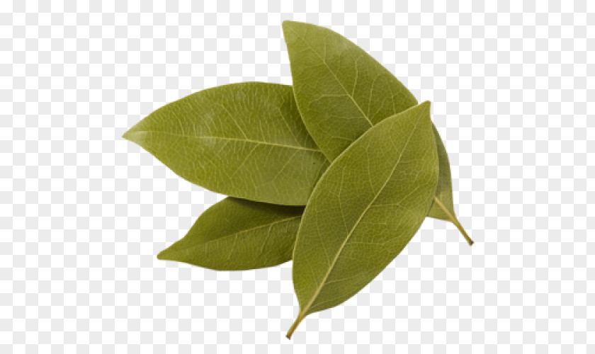 Bay Leaf Indian Cuisine Spice Hungarian Herb PNG
