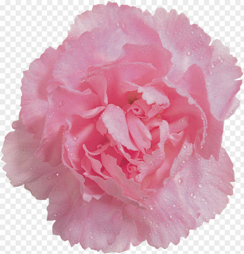 Cabbage Rose Color Pom-pom Garden Roses Lampionwebshop PNG