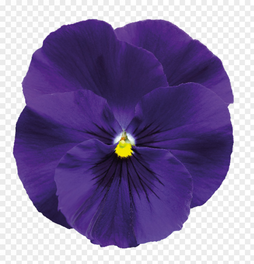 Deep Blue Delta Air Lines Pansy Violet Solution Flower PNG