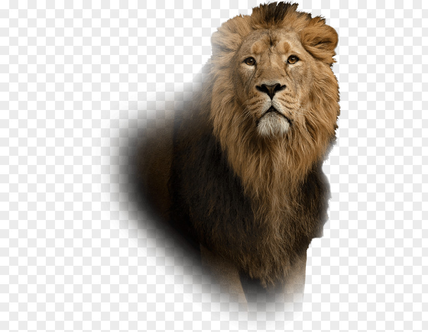 Lion Leo Islam Astrological Sign Aura PNG