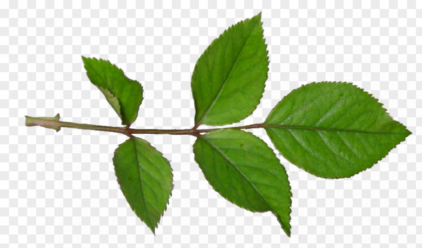 Olimpiadas Twig Plant Stem Leaf PNG