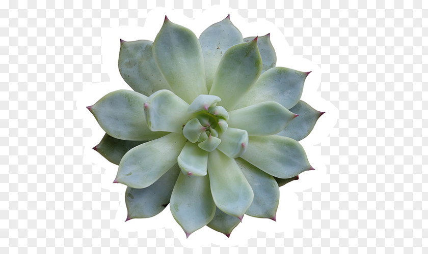 Plant Succulent Cactaceae Agave Stock Photography PNG