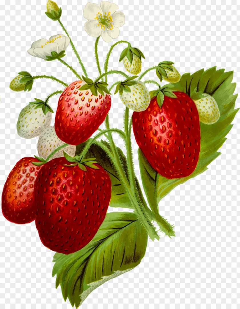 Strawberry Cream Cake Food Clip Art PNG