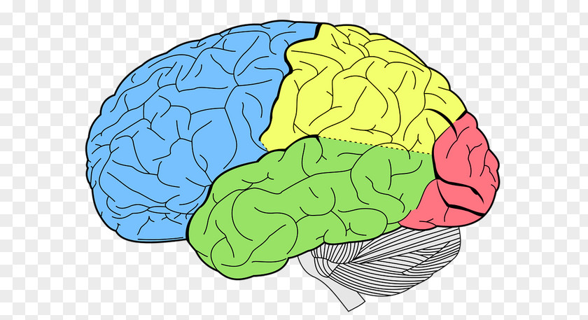 Brain Lobes Of The Human Temporal Lobe Parietal PNG