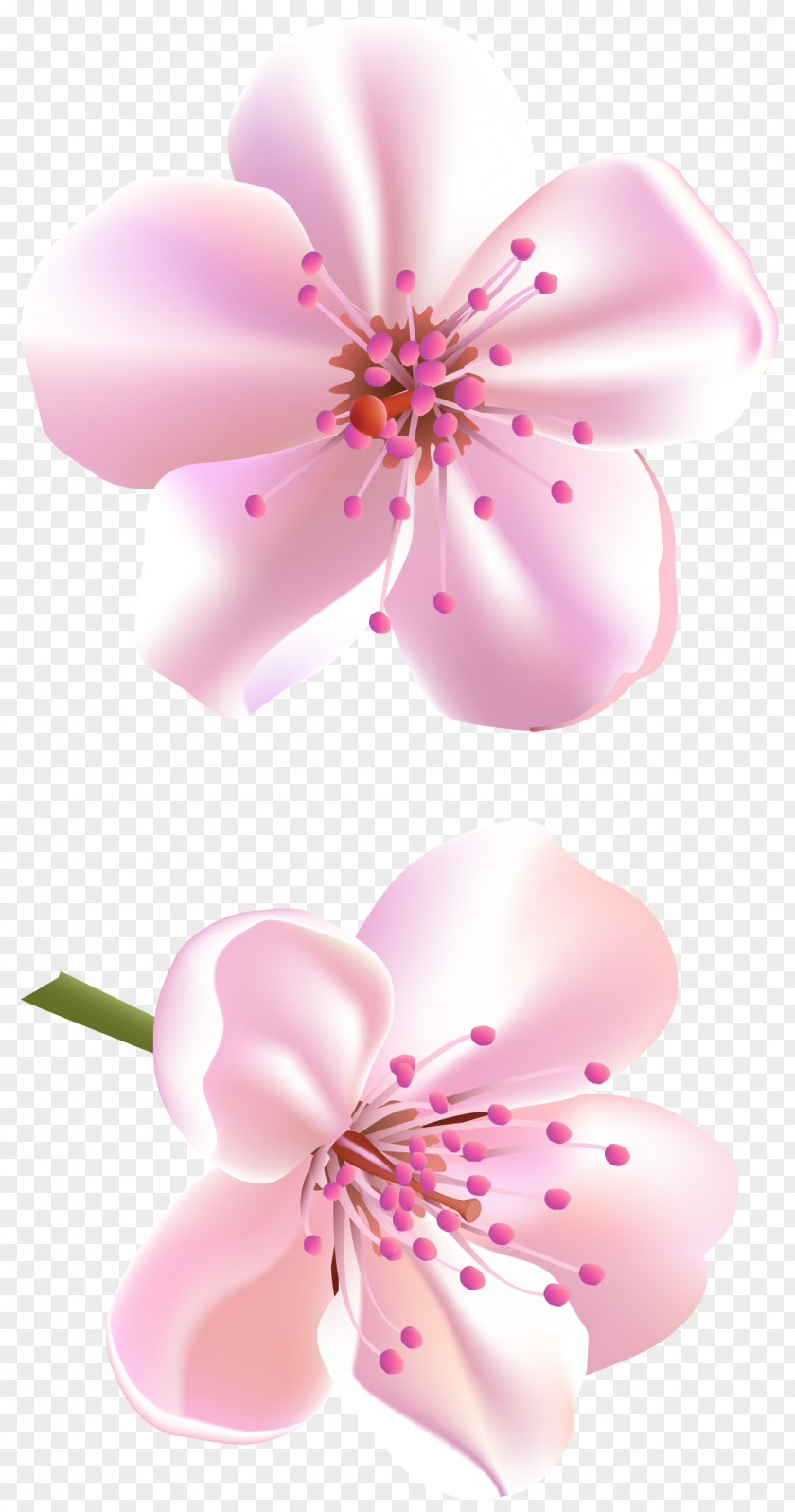 Cherry Blossom Pink Flowers Clip Art PNG