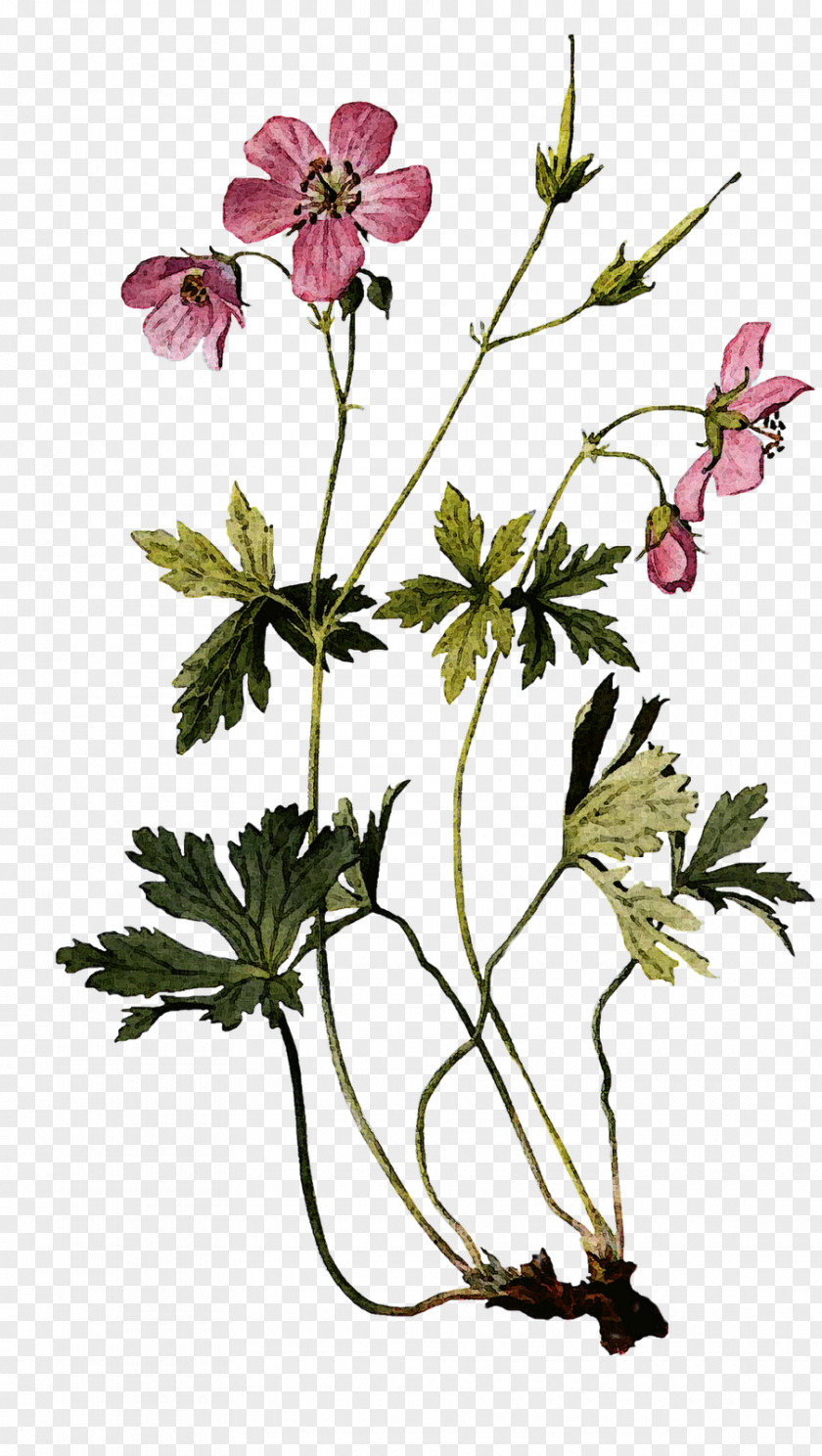 Geranium Maculatum Botanical Illustration Drawing Perennial Plant PNG