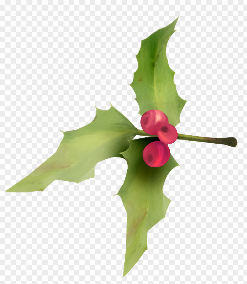 Petal Leaf Christmas Holly Ilex PNG