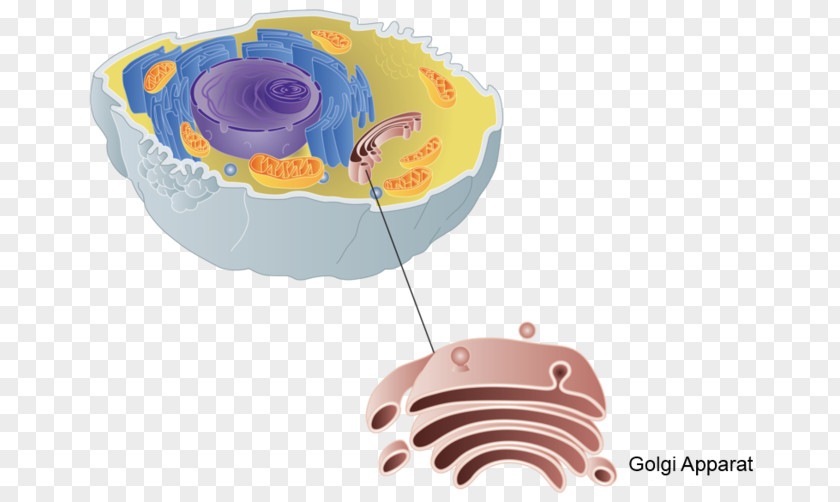 Proteine Golgi Apparatus X-inactivation X Chromosome Cell Biology PNG