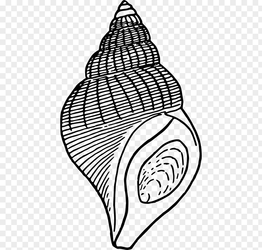 Seashell Drawing Clip Art PNG