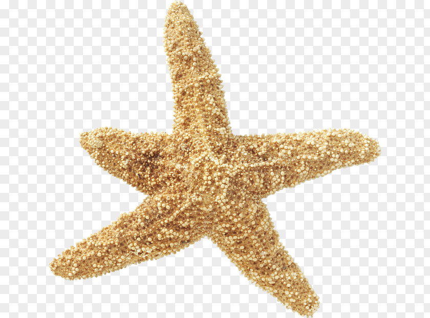 Starfish Sea Echinoderm Invertebrate PNG
