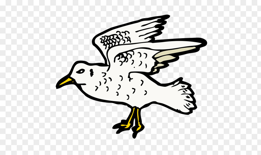 Bird Gulls Drawing Clip Art PNG