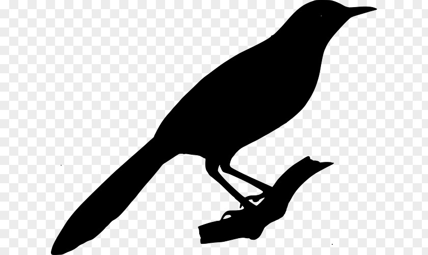 New Caledonian Crow Clip Art Royalty-free PNG
