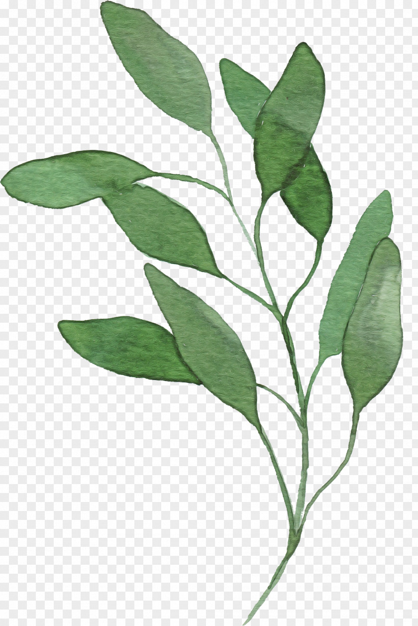 Leaf Plant Flower Tree Stem PNG