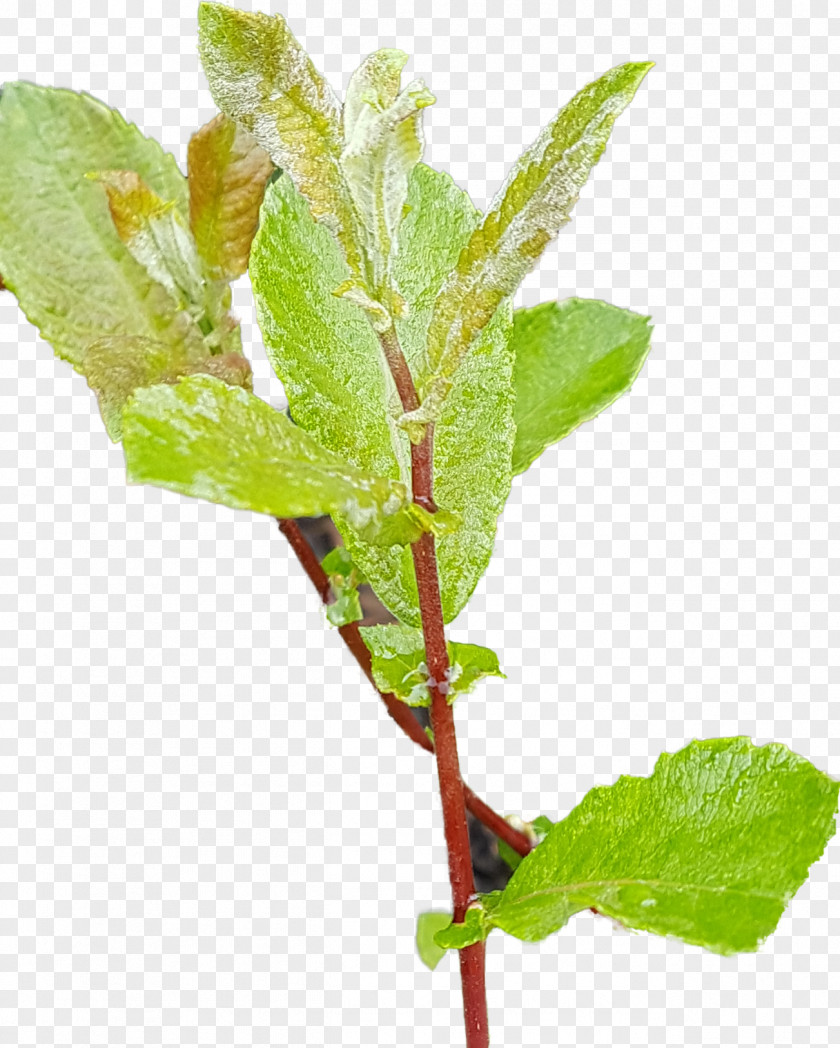Pussy Willow Twig Plant Stem Leaf Herb Plants PNG