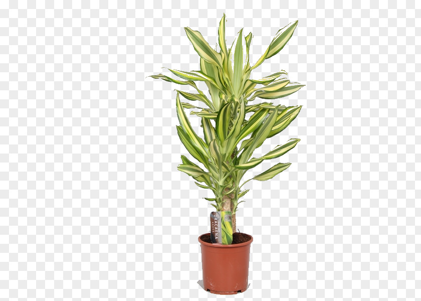 Tree Houseplant Howea Forsteriana Cyrtostachys Renda Flowerpot Arecaceae PNG