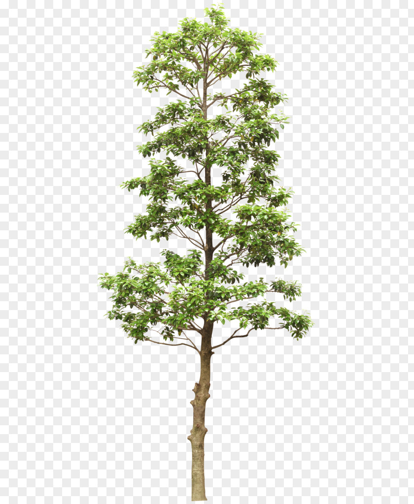 Trees Out-Tree Branch PNG