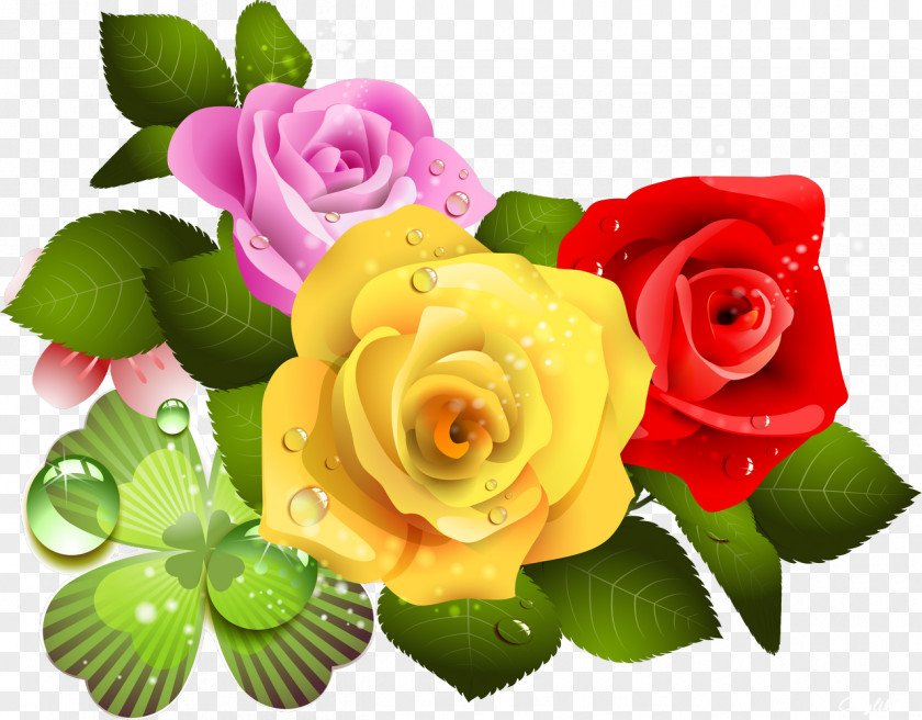 Beautiful Roses Photography Desktop Wallpaper PNG