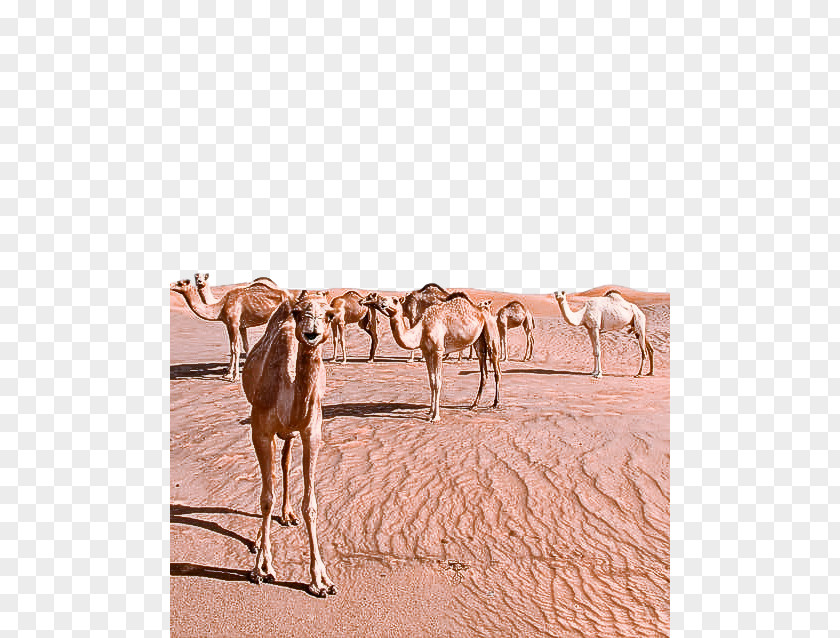 Camel Camelid Herd Arabian Natural Environment PNG