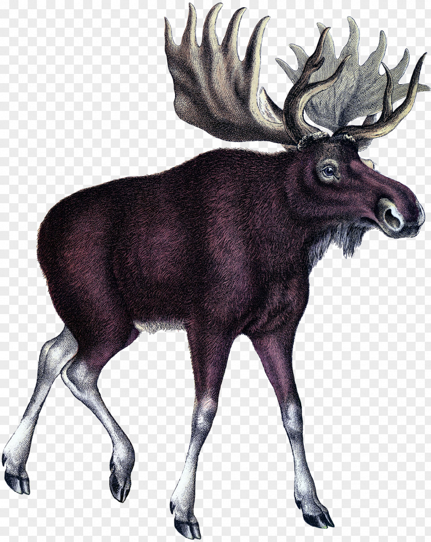 Deer Moose Art Printmaking PNG