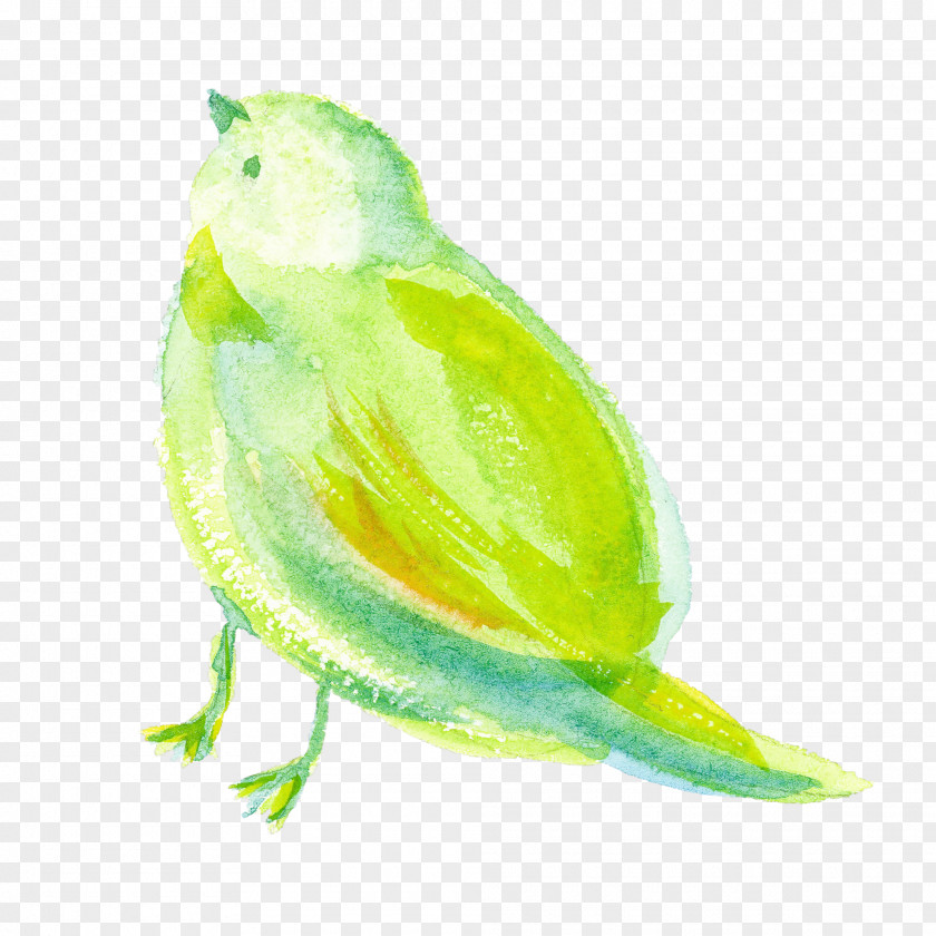 Green Yellow Watercolor Paint Bird Parakeet PNG