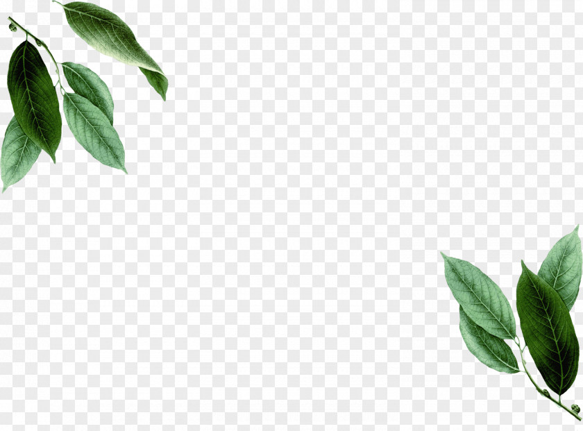 Leaf Branch Season Plant Stem Pimenta Racemosa PNG