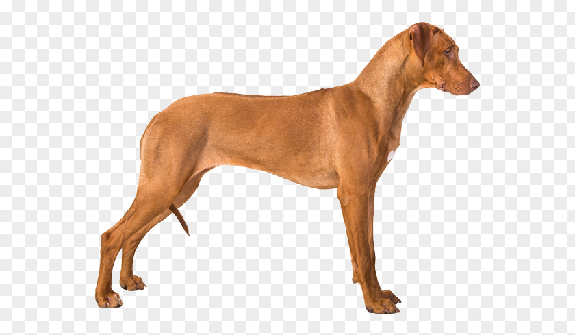 Rhodesian Ridgeback Dog Breed Pharaoh Hound Azawakh German Pinscher PNG