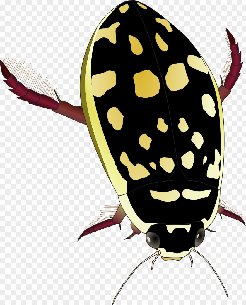 Beetle Water Thermonectus Marmoratus Dytiscidae Clip Art PNG