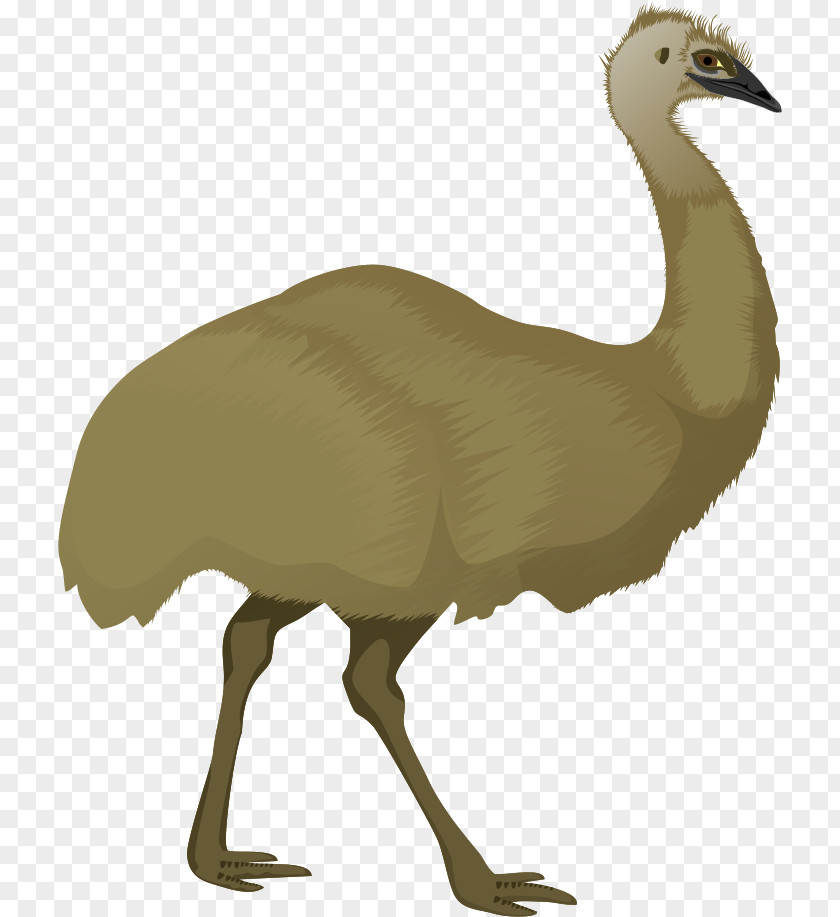 Bird Flightless Ratite Greater Rhea Ostrich PNG