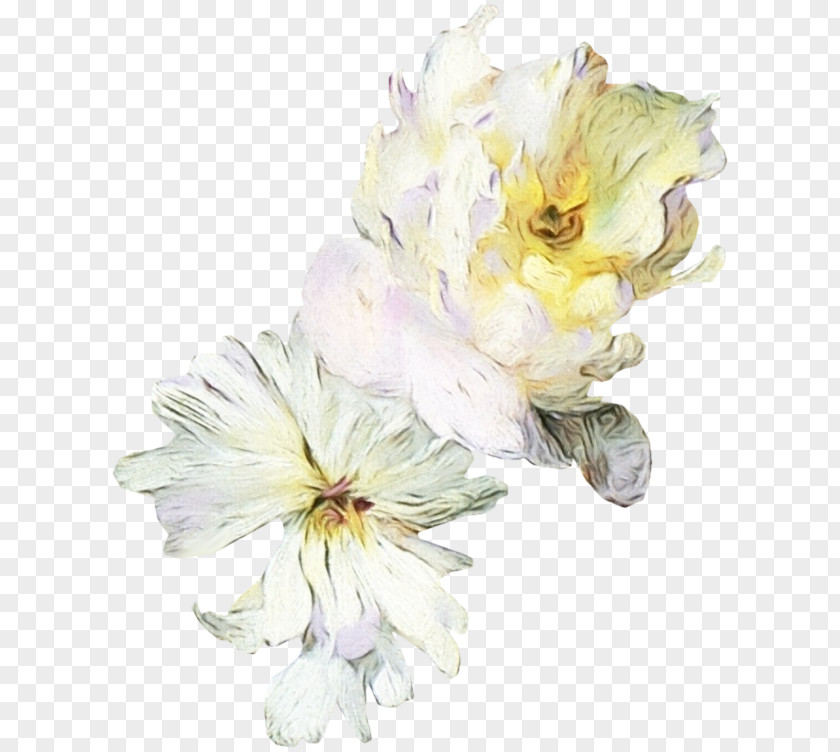 Chinese Peony Blossom Flower Flowering Plant White Petal PNG
