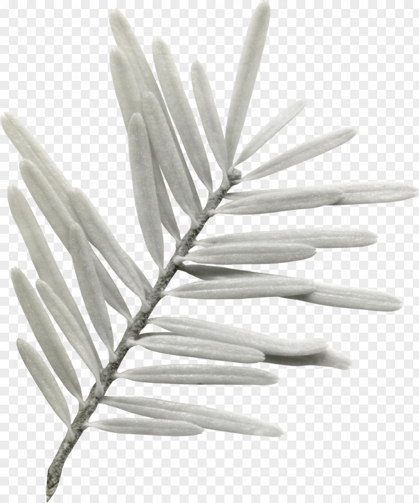 Eucalyptus Leaf Feather White PNG