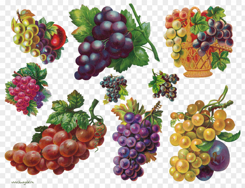 Grapes Fruit Auglis Painting Clip Art PNG