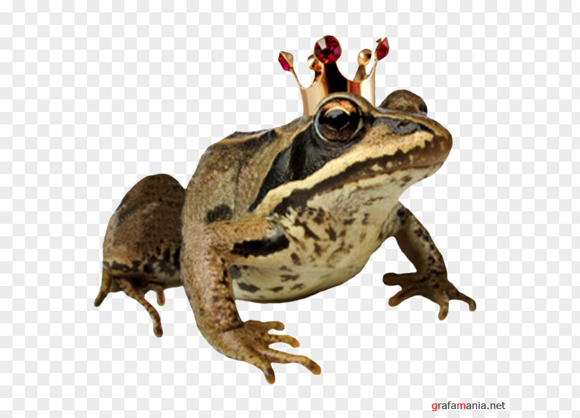 Marbled Reed Frog Nu Begrijp Ik Je: Over Verborgen Vewachtingen En Verlangens Tussen Mannen Vrouwen Getty Images Stock Photography PNG