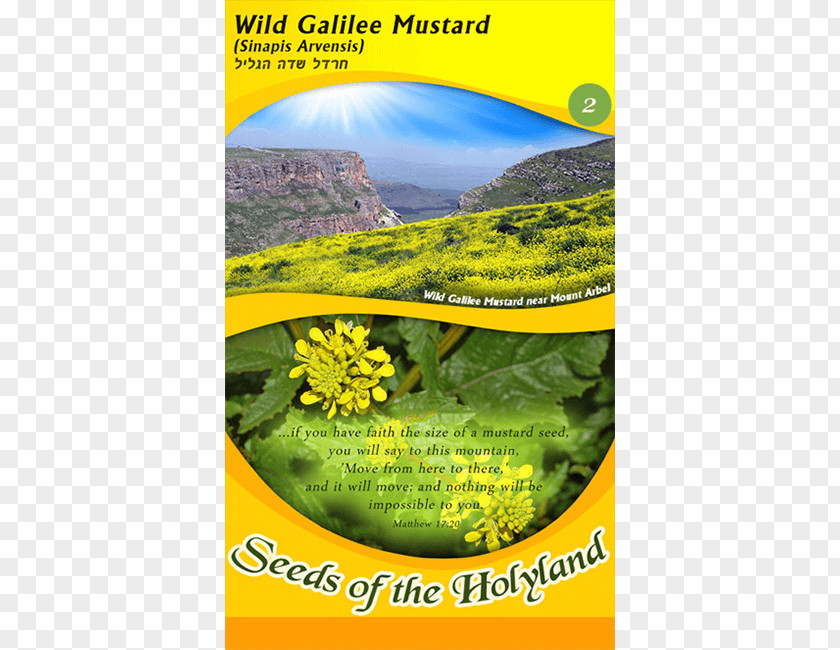 Mustard Seed Parable Of The Plant PNG
