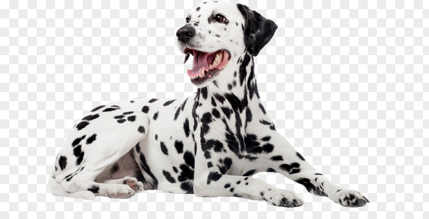 Puppy Dalmatian Dog Breed Companion Non-sporting Group PNG