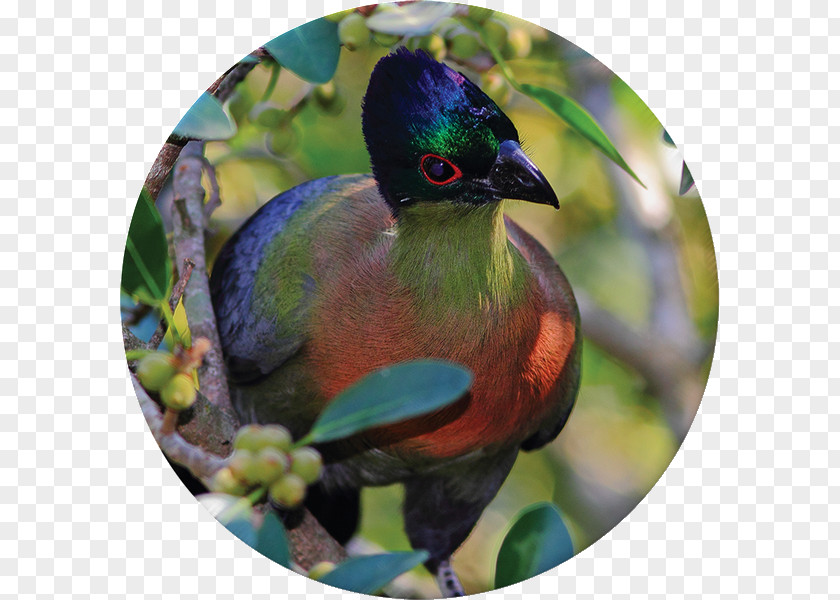 Red Mangrove Krantzkloof Nature Reserve Bird African Harrier-hawk Flora Fauna PNG