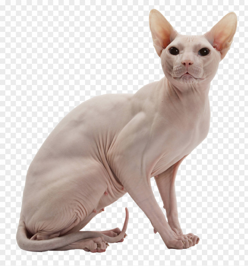 Sphynx Cat Donskoy Kitten Peterbald American Wirehair PNG