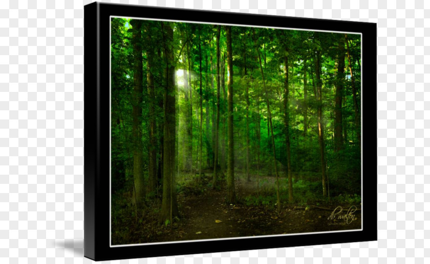 Computer Television Set Biome Desktop Wallpaper Picture Frames PNG
