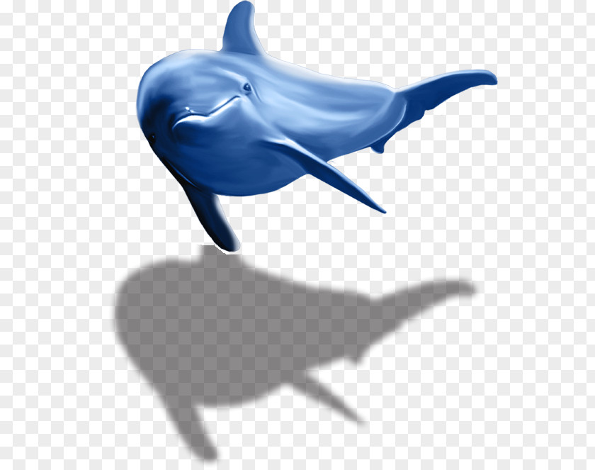 Dolphin Common Bottlenose Tucuxi Wholphin Porpoise PNG