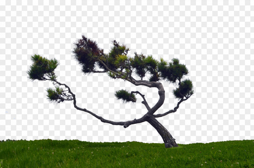 Hill Pinus Contorta Tree PNG