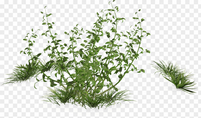 Plant Shrub Houseplant Tree PNG