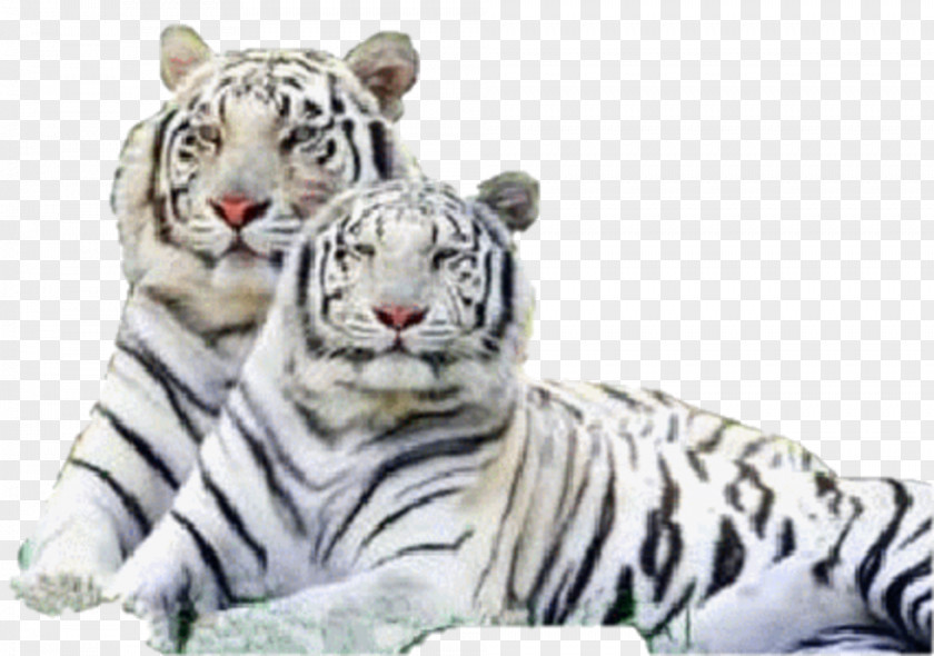 Cat Siberian Tiger Bengal Felidae White PNG