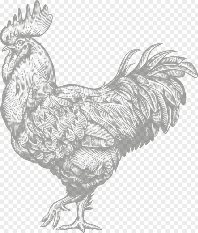 Chicken Rooster Illustration Vector Graphics Restaurant PNG