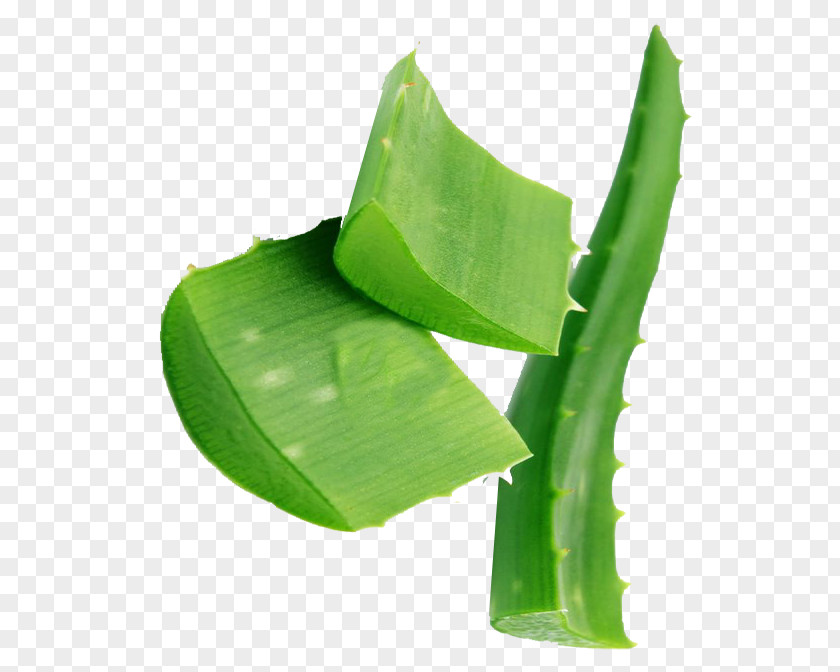 Leaf Plant Stem Aloe Vera PNG