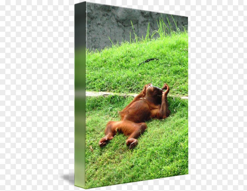 Orang Utan Orangutan Primate Ape Art Imagekind PNG