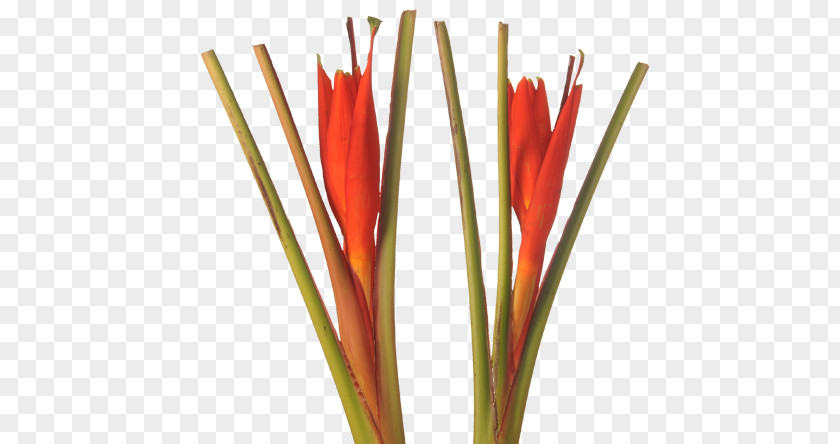 Strelitzia Reginae Plant Stem Heliconia Chartacea Bird Of Paradise Flower Bihai PNG