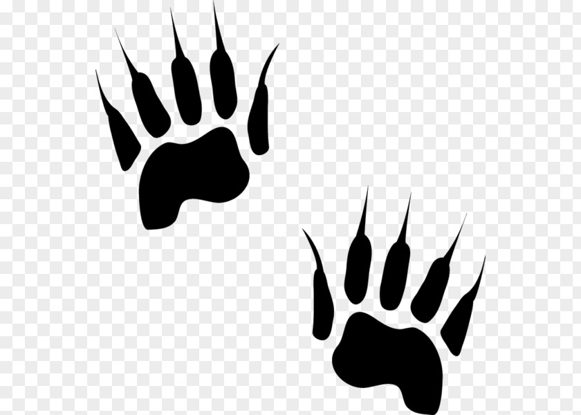 Cat Animal Track Canidae Paw PNG