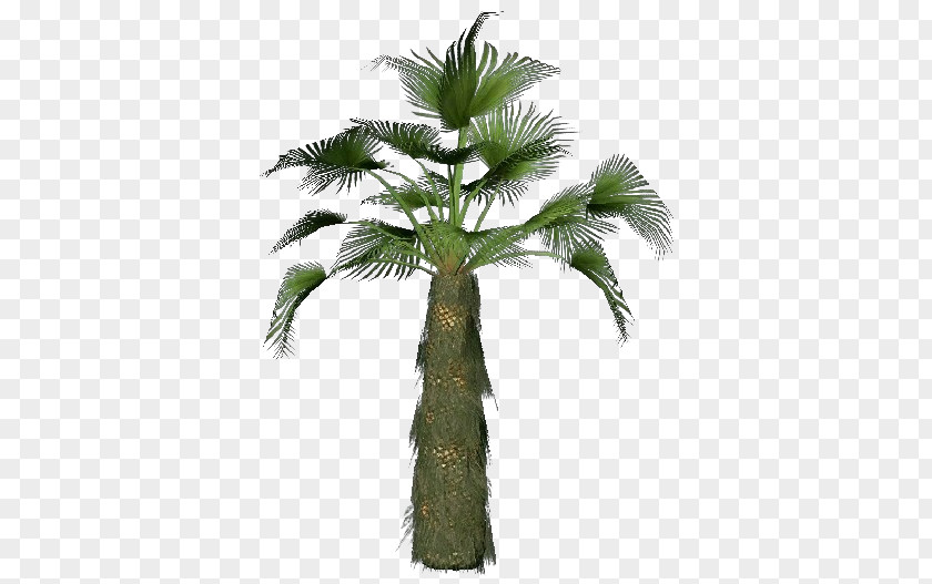 Tree Asian Palmyra Palm Trachycarpus Fortunei Attalea Speciosa Arecaceae PNG