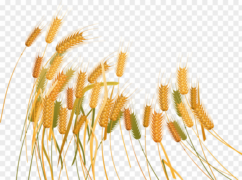 Wheat Caryopsis Clip Art PNG