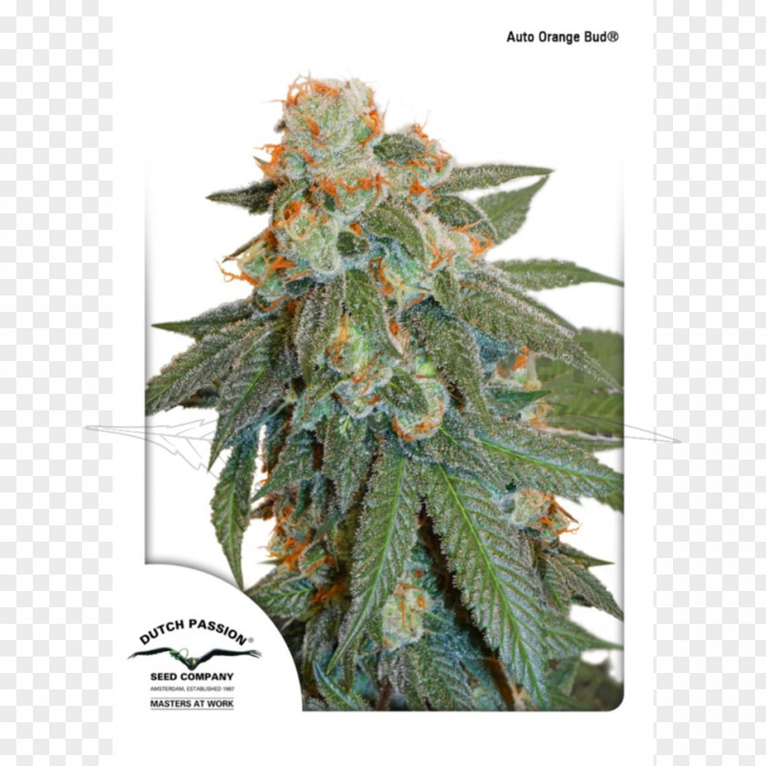 Autoflowering Cannabis Seed Bank Sativa PNG